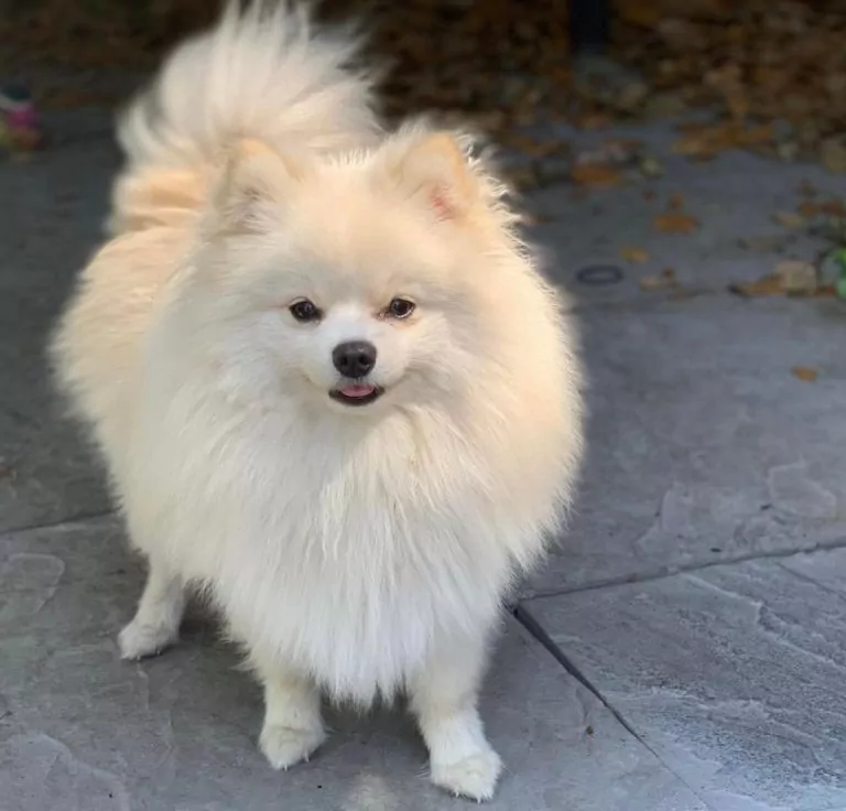 A fluffy white Florida Pom stands on a stone patio with a curved tail, looking towards the camera. Leaves are scattered on the ground in the background.