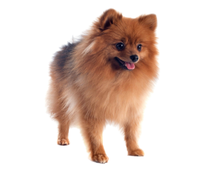 Florida Pom.com-we Specialize In Exotic And Merle Pomeranian