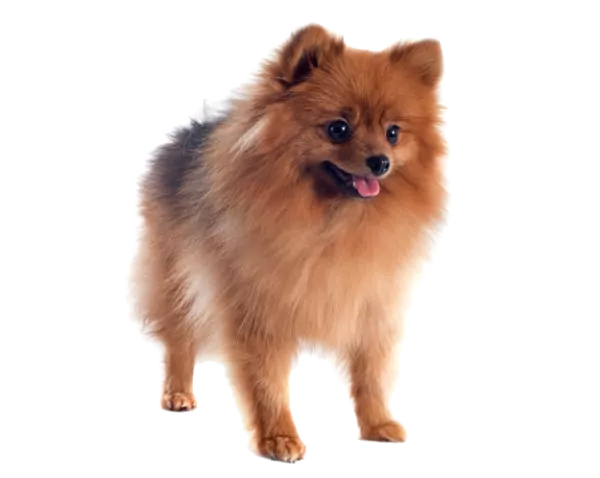 A small, fluffy Pomeranian dog stands on a white background, facing forward with its tongue slightly sticking out. The dog has a thick, merle coat and a cheerful expression.