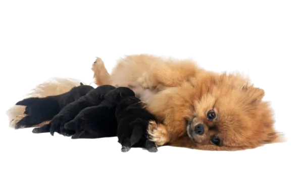 A small brown dog lies on its side, snuggled up to a black stuffed animal, resembling the adorable pups you'd find at a local Pomeranian breeder near me.