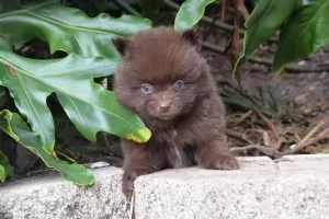 A small brown fluffy Florida Pomeranian with blue eyes stands on a stone ledge, surrounded by green foliage.
