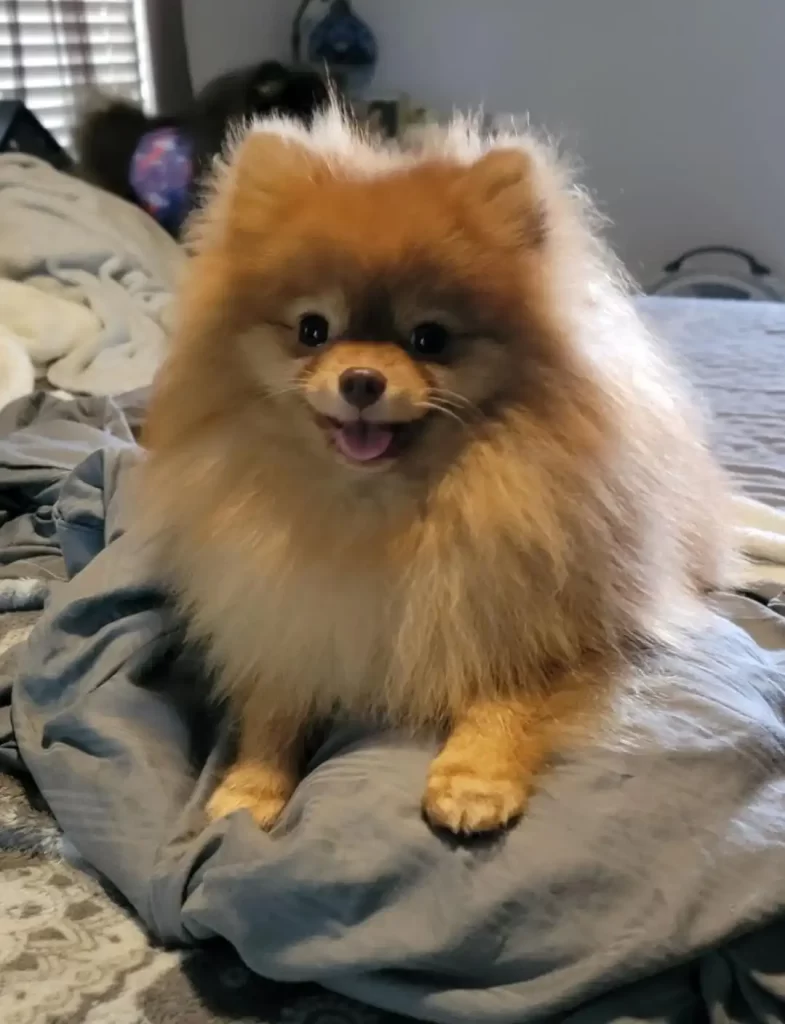 A small, fluffy brown Florida Pomeranian sits on a rumpled blanket with its mouth open, appearing to smile.